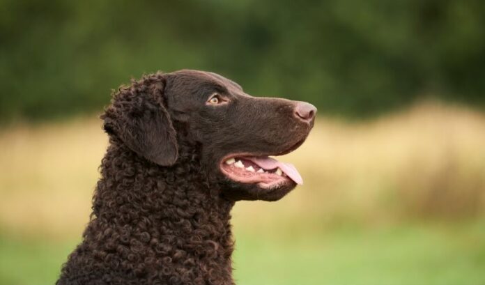 Erkennen Sie die Anzeichen dafür, dass Ihr Curly Coated Retriever urinieren muss

