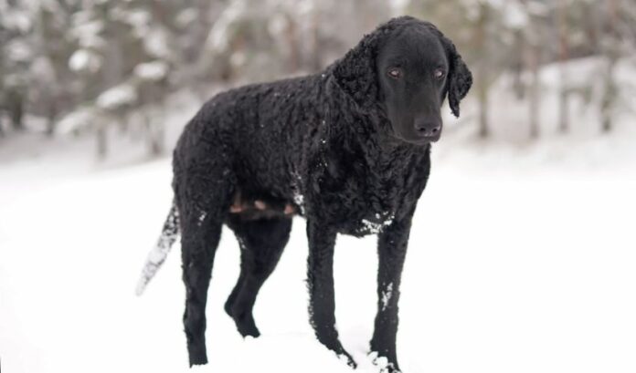 5 Gründe, Sie davon zu überzeugen, noch heute einen Curly Coated Retriever zu kaufen

