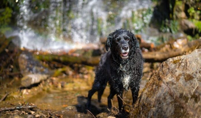 5 Tipps zur Aufzucht des besten Curly Coated Retriever-Hundes, die Sie kennen sollten

