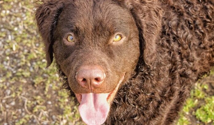 5 wichtige Schritte zur Überprüfung der Gesundheit, bevor Sie einen Curly Coated Retriever-Hund zu Hause großziehen

