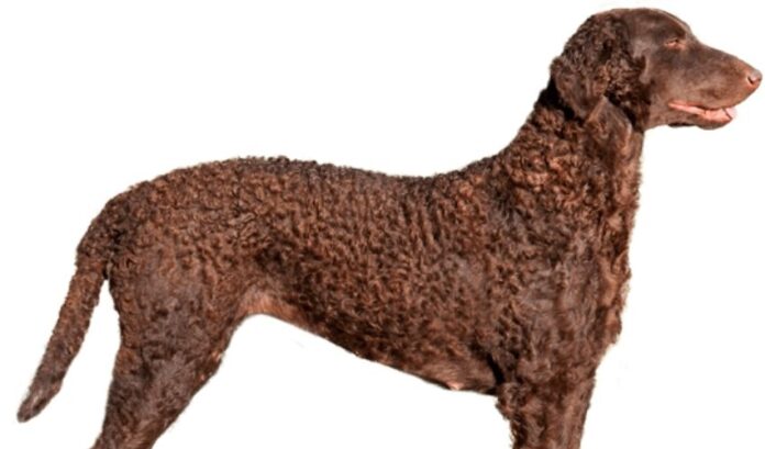 Antworten auf Fragen zur Pflege von Curly Coated Retriever-Hunden

