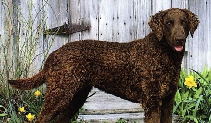 Curly Coated Retriever: Einführung in die Herkunft und Persönlichkeit dieser Hunderasse

