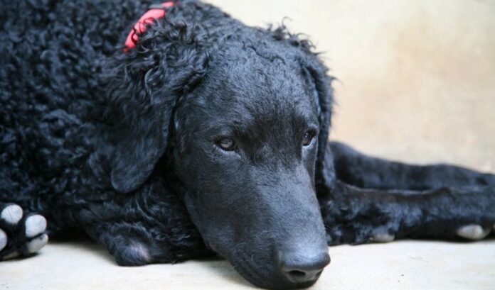 Curly Coated Retriever-Hund: Müssen Sie bei Durchfall Wasser geben oder nicht?

