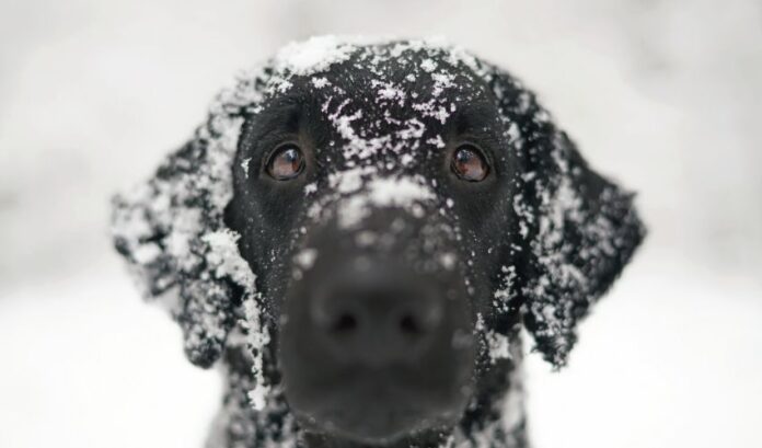 Curly Coated Retriever-Hund: Wie viele Würfe können pro Jahr geboren werden?

