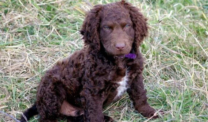 Die 10 besten Gesundheitshelfer für Curly Coated Retriever-Hunde

