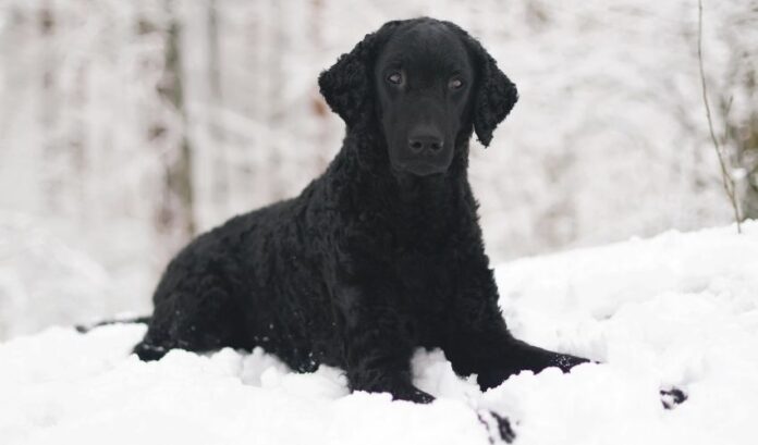 Die 10 wichtigsten Hundepflegeartikel, die der Curly Coated Retriever im Haus haben muss

