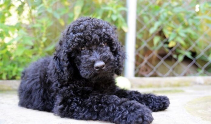 Die Pflege- und Hygienemethoden für Curly Coated Retriever-Hunde sind einfach und effektiv

