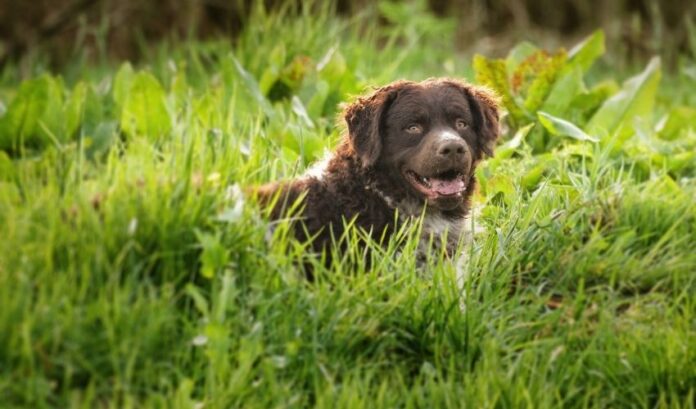 Effektive Lösung für Probleme bei der Aufzucht von Curly Coated Retriever-Welpen

