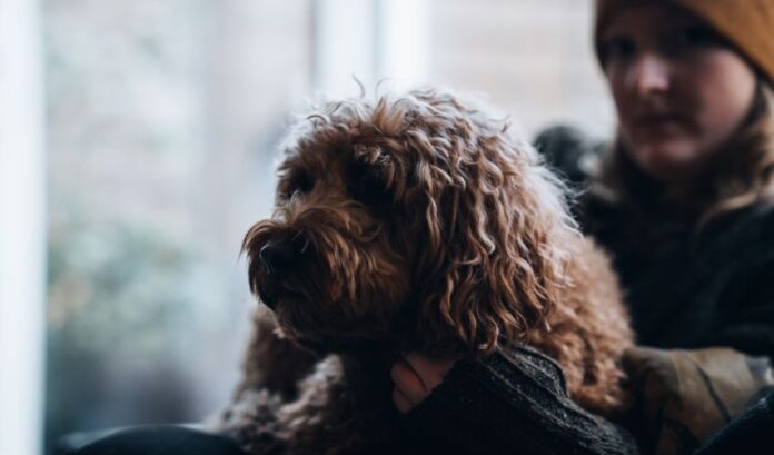 Effektive Schritte zur Pflege einer trächtigen Curly Coated Retriever-Hündin

