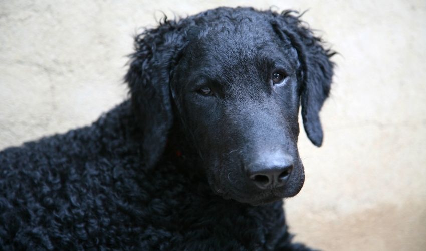 Erkennen Sie die Anzeichen dafür, dass Ihr Curly Coated Retriever urinieren muss