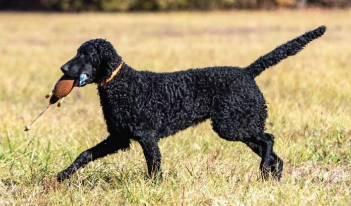 Geheimnisse der Aufzucht von Curly Coated Retriever-Welpen, die Sie nicht ignorieren können

