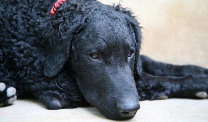 Geheimnisse für die Pflege Ihres Curly Coated Retrievers von klein auf: Detaillierte Anweisungen

