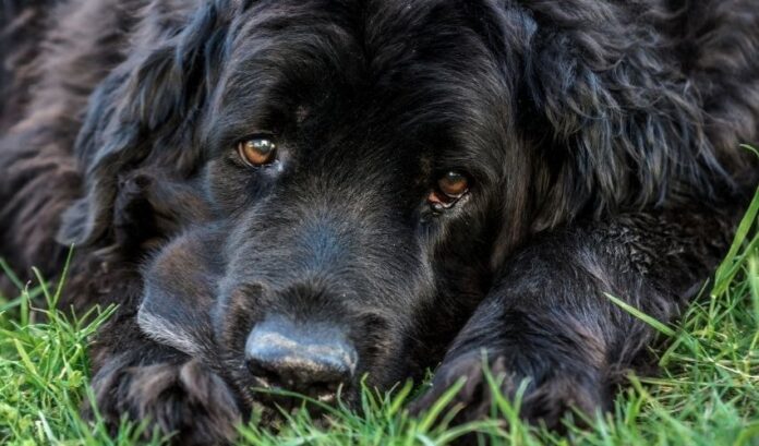 Ist es teuer, einen Curly Coated Retriever aufzuziehen?

