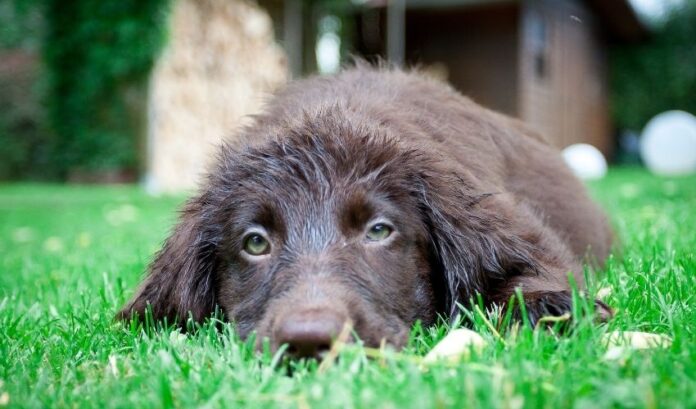 Leitfaden zur Aufzucht eines Curly Coated Retrievers zu Hause: Tipps zur Haustierpflege

