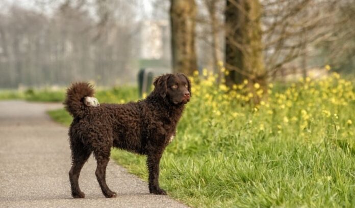 Leitfaden zur Aufzucht von Curly Coated Retriever-Hunden für Anfänger: Wege und Erfahrungen

