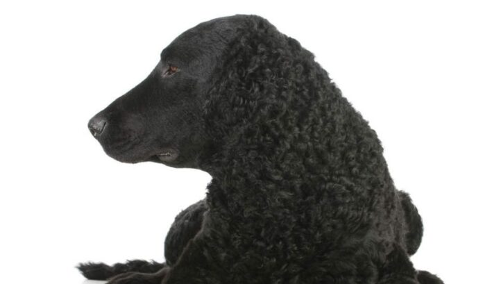 Leitfaden zur Pflege von Curly Coated Retriever-Hunden im Alter von 1–2 Monaten

