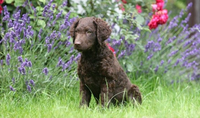 Methoden zur Zucht und Zucht von Curly Coated Retriever-Hunden: Das Erfolgsgeheimnis

