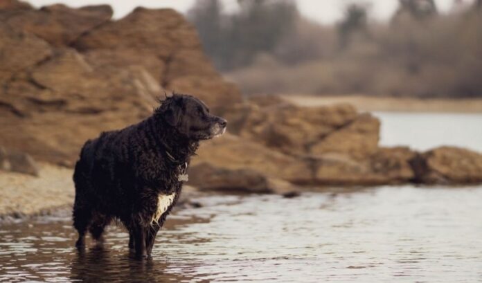 Notwendige Informationen zur Pflege von Curly Coated Retriever-Hunden

