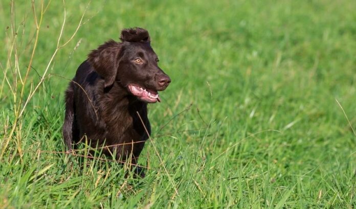 Notwendige Werkzeuge und Kenntnisse bei der Aufzucht von Curly Coated Retriever-Hunden

