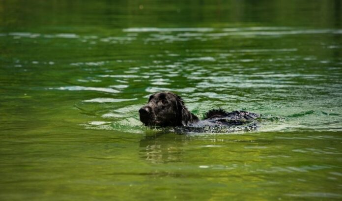 Schädliche Auswirkungen der Aufzucht von Curly Coated Retriever-Hunden, auf die Sie achten müssen

