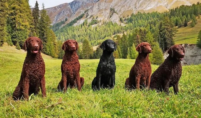 So erkennen Sie reinrassige und nicht reinrassige Curly Coated Retriever-Hunde – Tipps zur Unterscheidung der gängigsten CCR-Hunde

