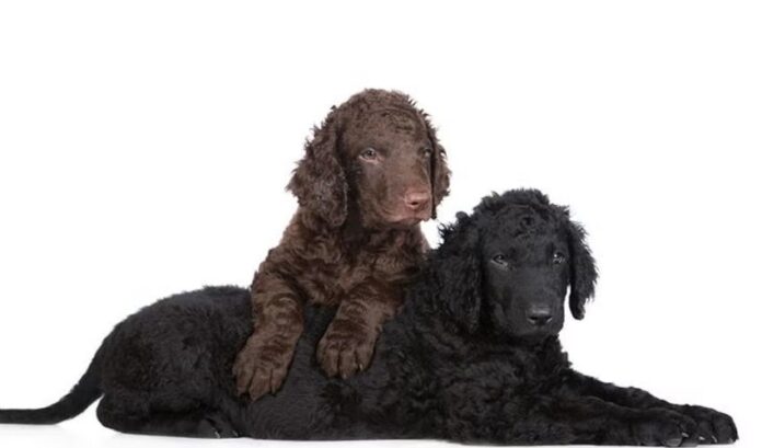 So impfen Sie Curly Coated Retriever-Welpen: Detaillierte Anleitung

