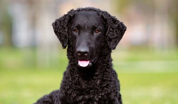 So pflegen Sie Curly Coated Retriever-Hunde, damit sie gesund bleiben

