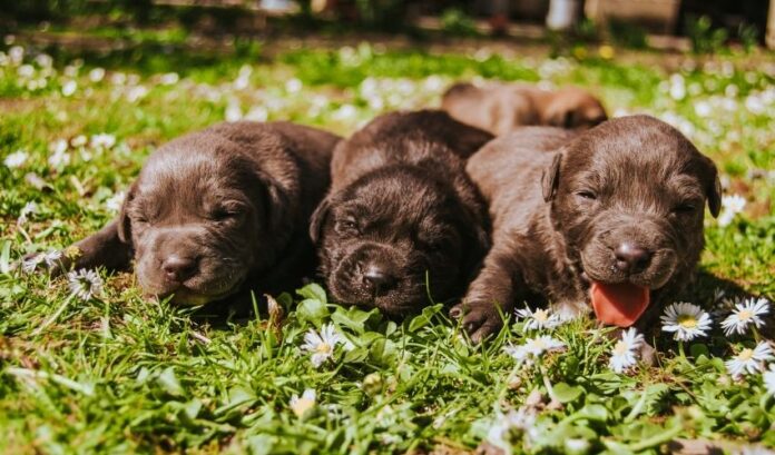 So pflegen Sie einen Curly Coated Retriever-Hund ab einem Alter von 6 Monaten: Detaillierte Anleitung

