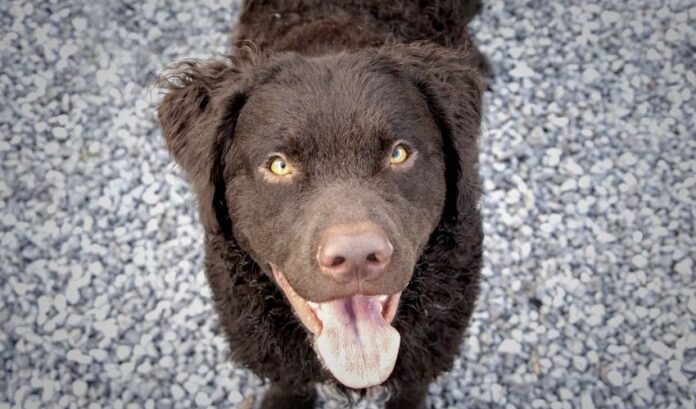 So pflegen Sie neugeborene Curly Coated Retriever-Welpen ohne Mutter: Anleitung zur Aufzucht neugeborener Curly Coated Retriever-Welpen

