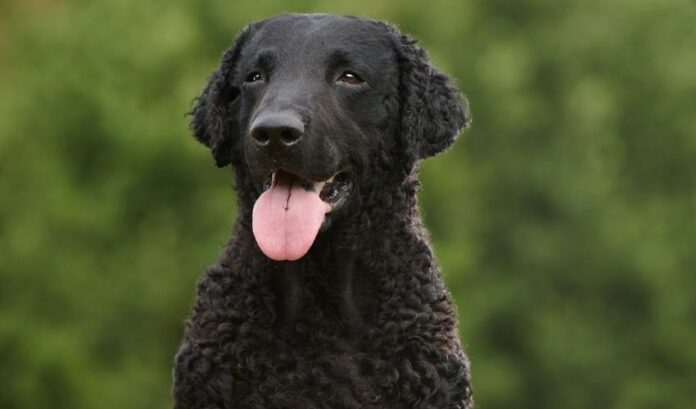 So verhindern Sie parasitäre Läuse auf dem Fell des Curly Coated Retriever: Geheimnisse der Hundefellpflege

