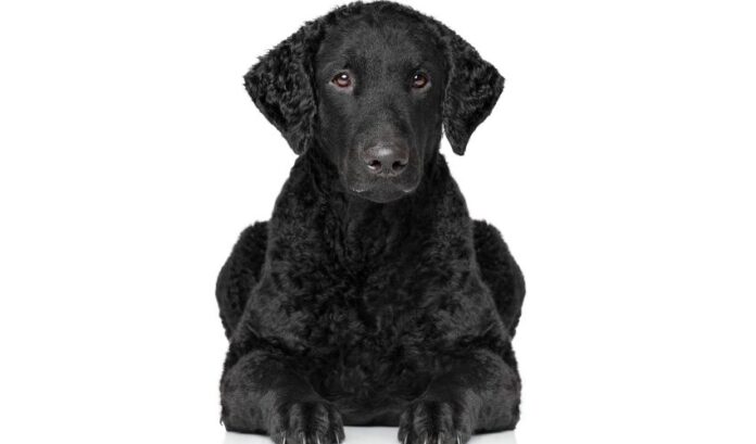 So verhindern und behandeln Sie Augenkrankheiten bei Curly Coated Retriever-Hunden: Wichtige Tipps zum Schutz der Gesundheit Ihres Haustieres

