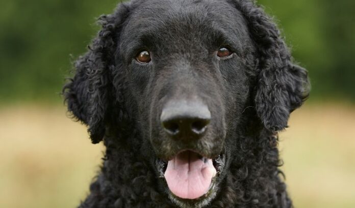 So verhindern und behandeln Sie Blutgerinnungsstörungen bei Curly Coated Retriever-Hunden: Wirksame Geheimnisse

