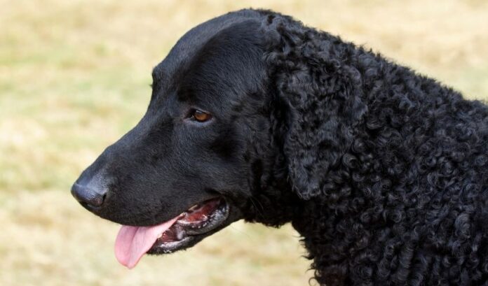 So verhindern und behandeln Sie Diabetes bei Curly Coated Retriever-Hunden: Geheimnisse der Gesundheitsfürsorge

