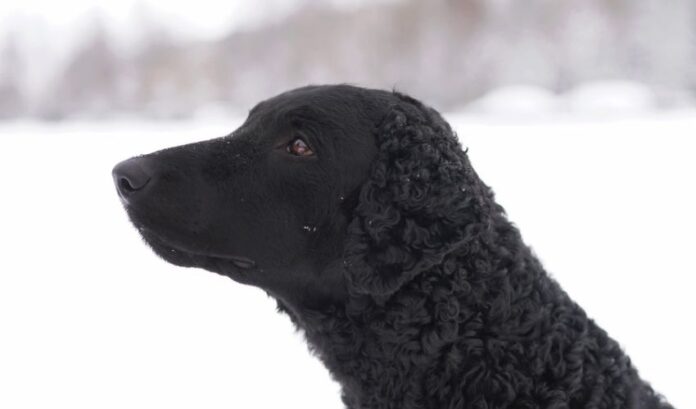 So verhindern und behandeln Sie Fettleibigkeit bei Curly Coated Retriever-Hunden: Das Geheimnis, wie Sie sich um die Gesundheit Ihres Haustieres kümmern!

