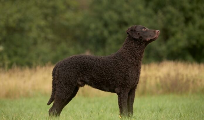 So verhindern und behandeln Sie Herz-Kreislauf-Erkrankungen bei Curly Coated Retriever-Hunden: Wichtige Tipps von Experten

