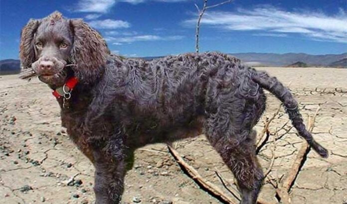 Sollten Sie sich einen Curly Coated Retriever zulegen: Was Sie wissen müssen, bevor Sie sich entscheiden

