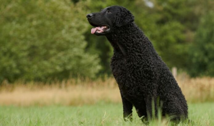 Symptome und Möglichkeiten zur Vorbeugung von Durchfall bei Curly Coated Retriever-Hunden

