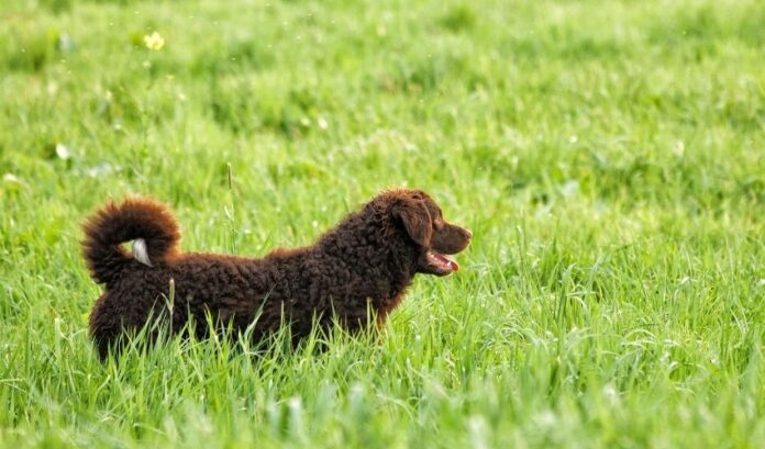 Warum sind Curly Coated Retriever-Hunde wählerische Esser und wie geht man effektiv damit um?

