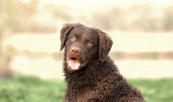 Wie man Curly Coated Retriever-Hunde pflegt, um Verfilzungen nach dem Baden zu vermeiden

