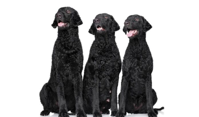 Wie man Curly Coated Retriever-Welpen mit sicherem Futter aufzieht, um Vergiftungen zu vermeiden

