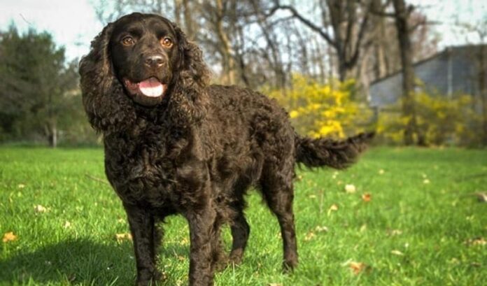 Wie man Curly Coated Retriever-Welpen vom Welpenalter bis zum Erwachsenenalter großzieht

