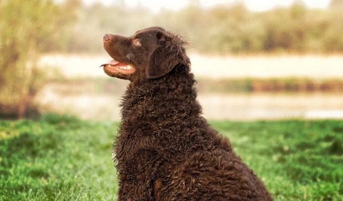 Wie man Enteritis bei Curly Coated Retriever-Hunden behandelt: Tipps für die Gesundheitsfürsorge bei Haustieren

