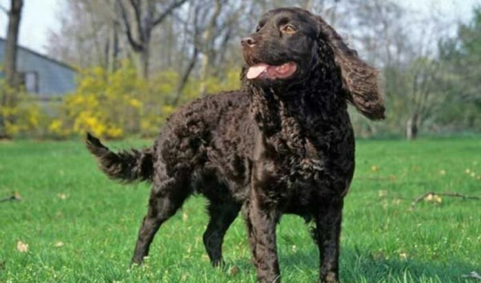 Wie man einen Curly Coated Retriever-Welpen effektiv trainiert

