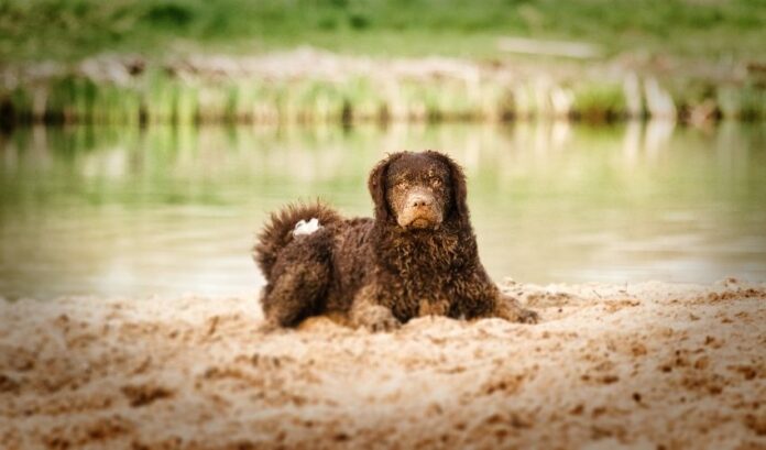 Wie man parasitäre Läuse auf dem Fell des Curly Coated Retriever-Hundes behandelt: Tipps für die Gesundheitspflege von Haustieren

