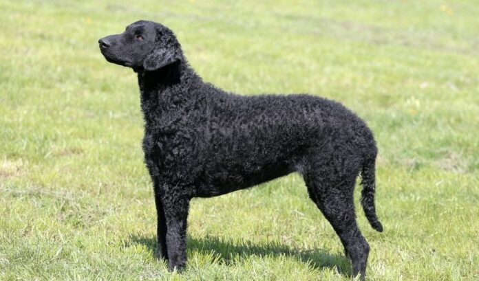 Wissenswertes zur Pflege und Aufzucht von Curly Coated Retriever-Hunden zu Hause: Tipps zur Pflege von Curly Coated Retriever-Hunden

